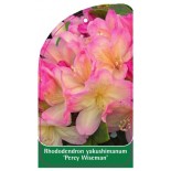 rhododendron-yakushimanum-percy-wiseman-b1