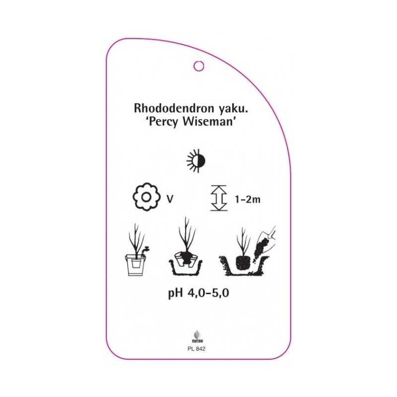 rhododendron-yakushimanum-percy-wiseman-b0