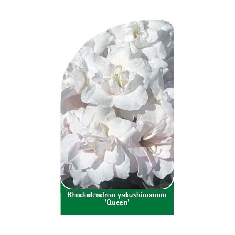 rhododendron-yakushimanum-queen-1