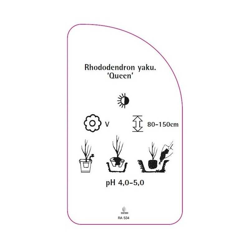 rhododendron-yakushimanum-queen-0