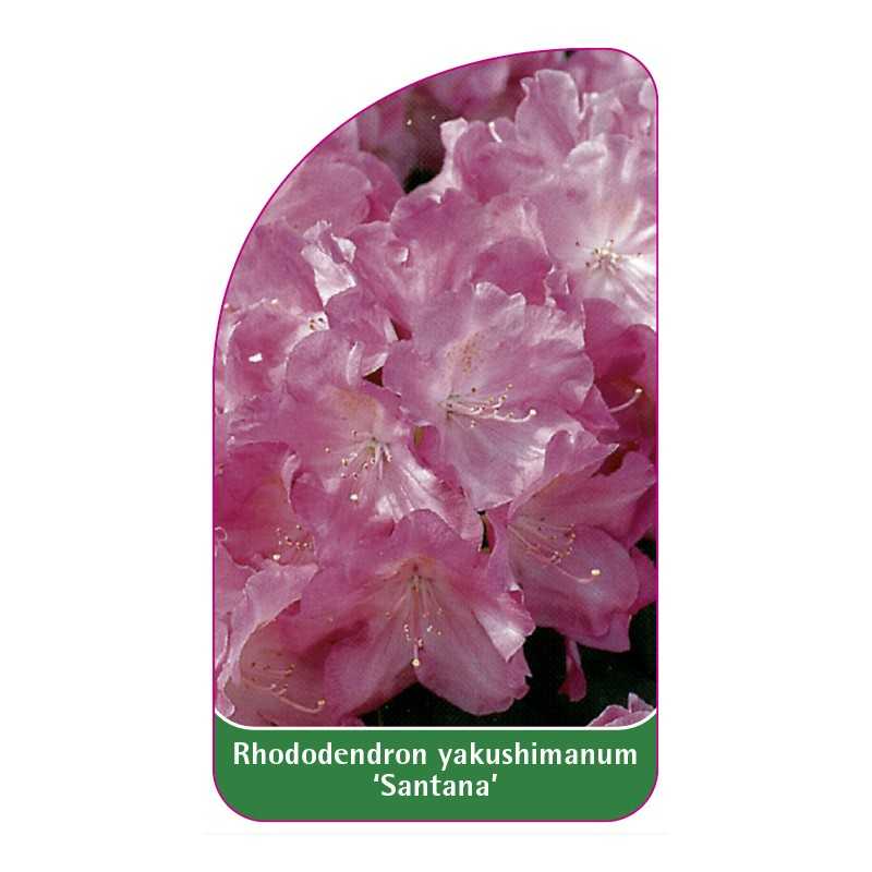 rhododendron-yakushimanum-santana-1