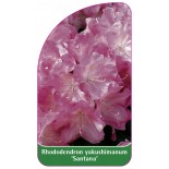 rhododendron-yakushimanum-santana-1
