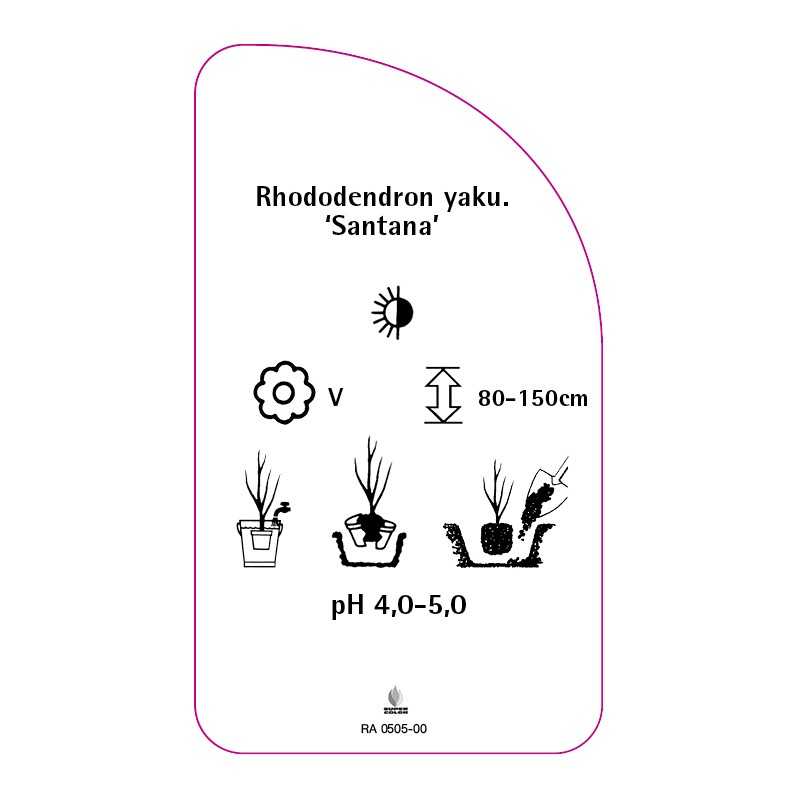 rhododendron-yakushimanum-santana-0