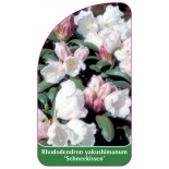 rhododendron-yakushimanum-schneekissen-1