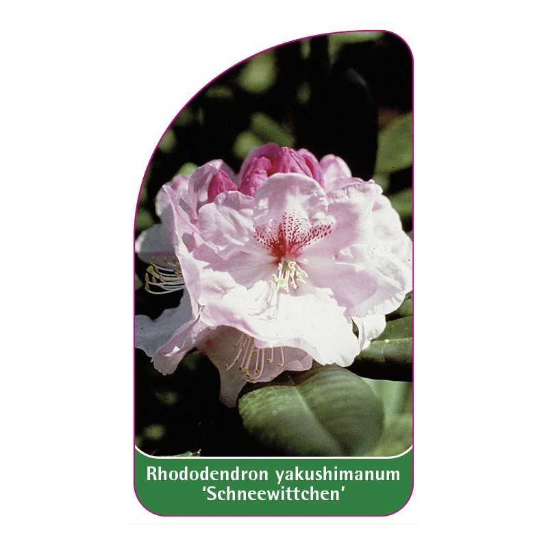 rhododendron-yakushimanum-schneewittchen-1