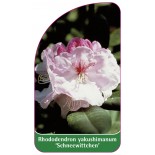 rhododendron-yakushimanum-schneewittchen-1