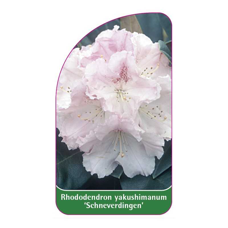rhododendron-yakushimanum-schneverdingen-1