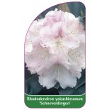 rhododendron-yakushimanum-schneverdingen-1
