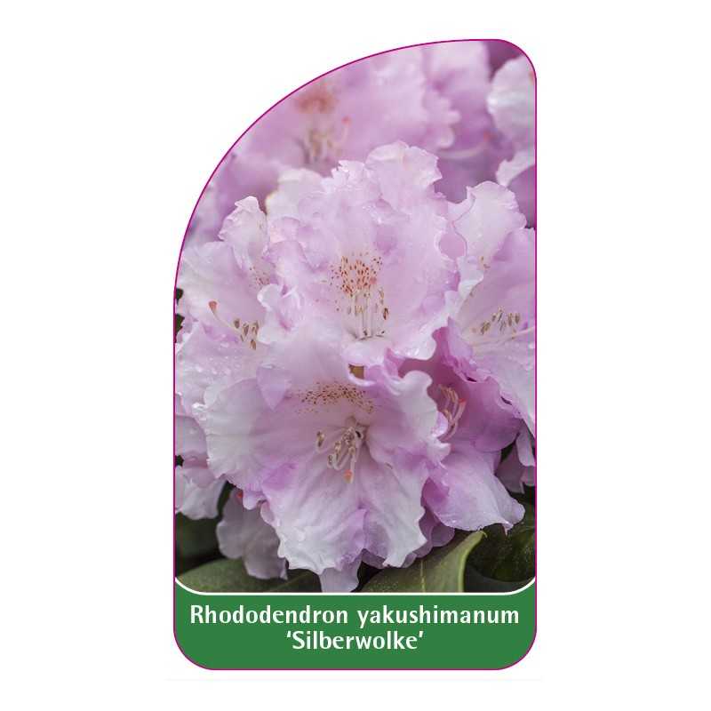 rhododendron-yakushimanum-silberwolke-1