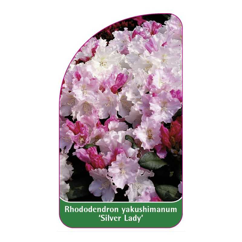 rhododendron-yakushimanum-silver-lady-1