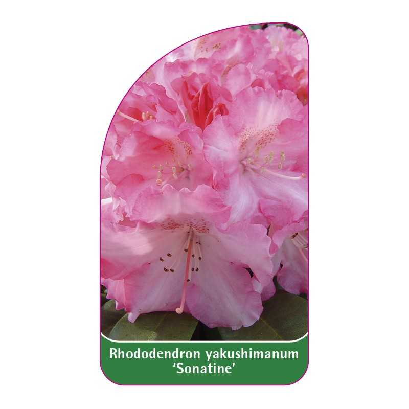 rhododendron-yakushimanum-sonatine-1