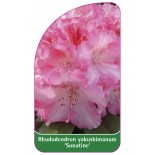 rhododendron-yakushimanum-sonatine-1