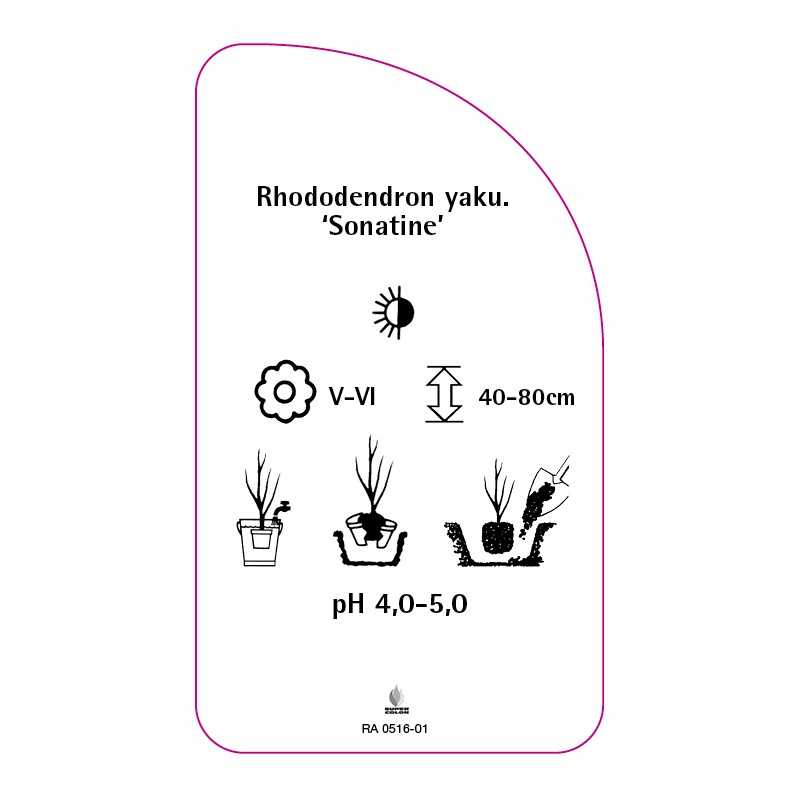 rhododendron-yakushimanum-sonatine-0