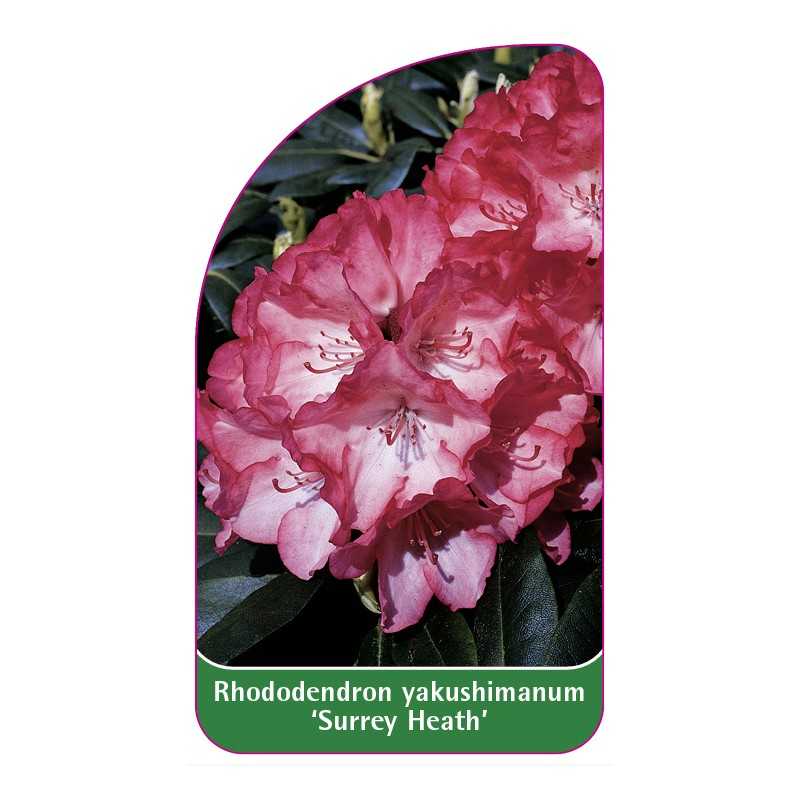 rhododendron-yakushimanum-surrey-heath-1