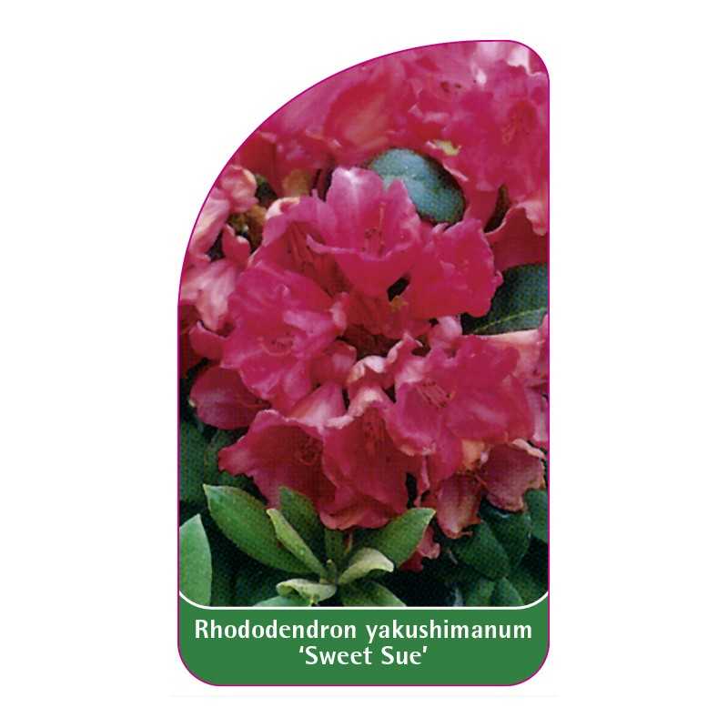 rhododendron-yakushimanum-sweet-sue-1