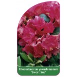 rhododendron-yakushimanum-sweet-sue-1