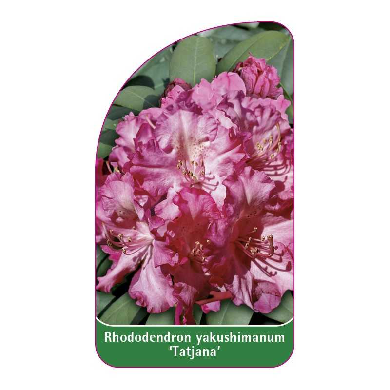 rhododendron-yakushimanum-tatjana-1
