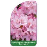 rhododendron-yakushimanum-tina-heinje-1