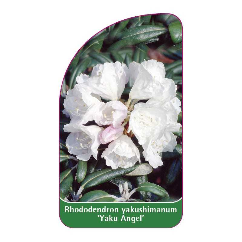 rhododendron-yakushimanum-yaku-angel-1