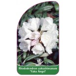 rhododendron-yakushimanum-yaku-angel-1