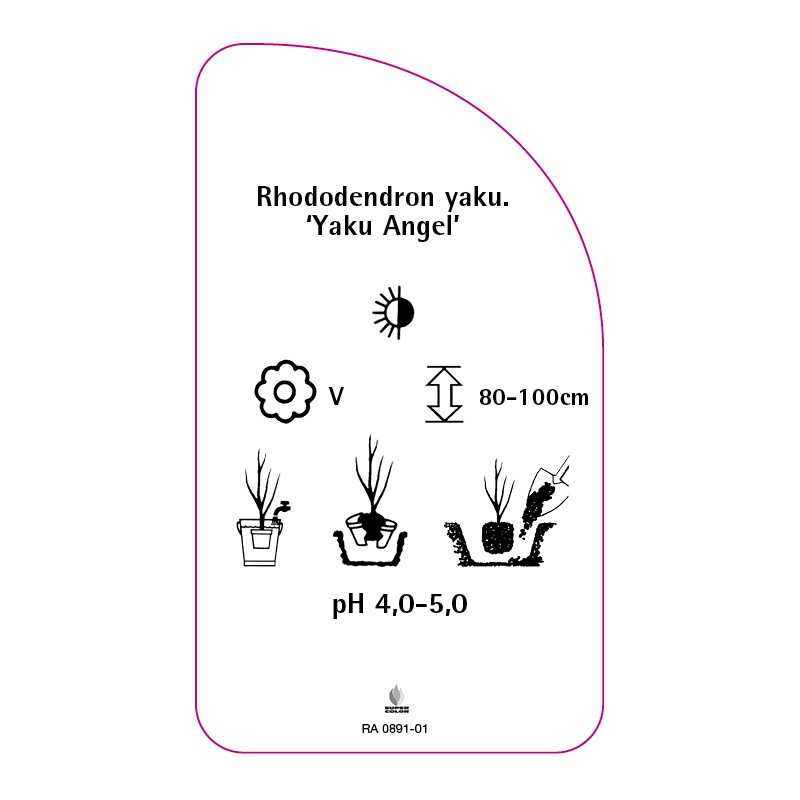 rhododendron-yakushimanum-yaku-angel-0