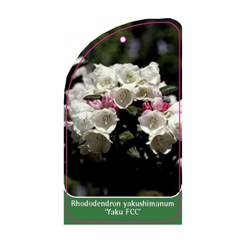 rhododendron-yakushimanum-yaku-fcc-1