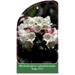 rhododendron-yakushimanum-yaku-fcc-1