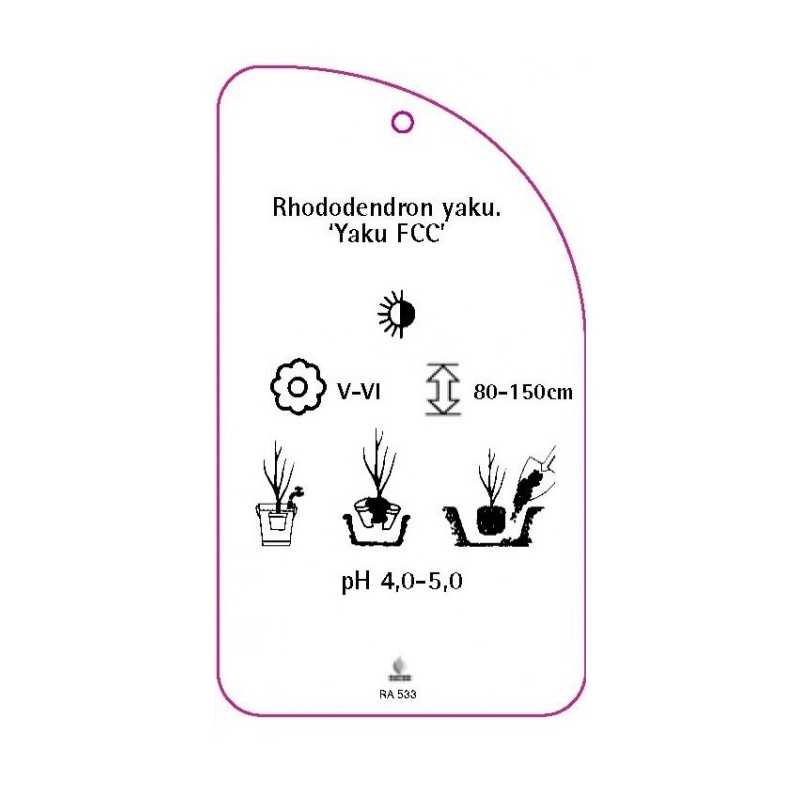 rhododendron-yakushimanum-yaku-fcc-0