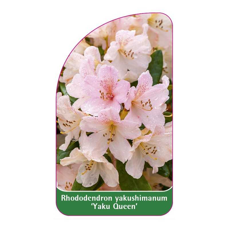 rhododendron-yakushimanum-yaku-queen-1