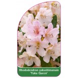 rhododendron-yakushimanum-yaku-queen-1