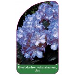 rhododendron-yakushimanum-blau1