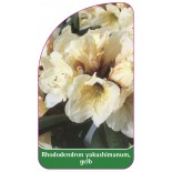 rhododendron-yakushimanum-gelb1