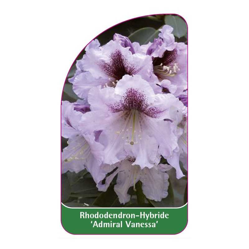 rhododendron-admiral-vanessa-1