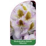 rhododendron-albarello-1