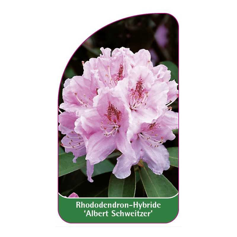 rhododendron-albert-schweitzer-1