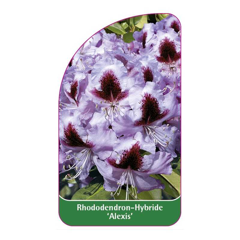rhododendron-alexis-1