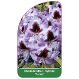 rhododendron-alexis-1