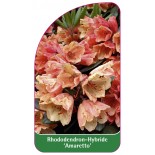 rhododendron-amaretto-1