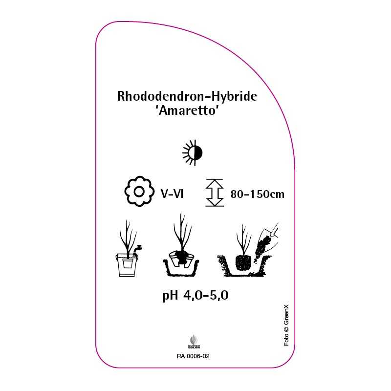 rhododendron-amaretto-0