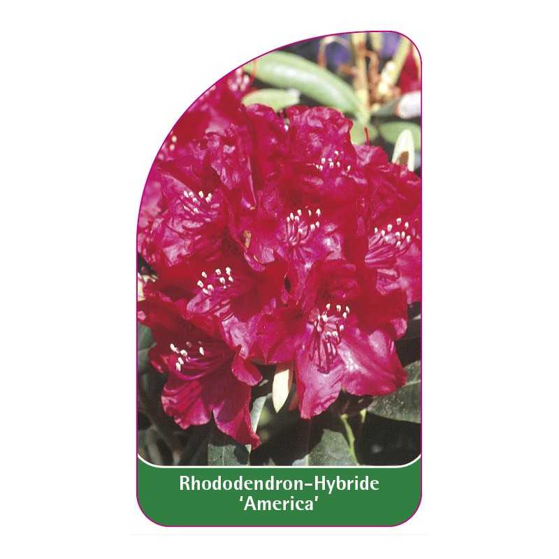 rhododendron-america-a1