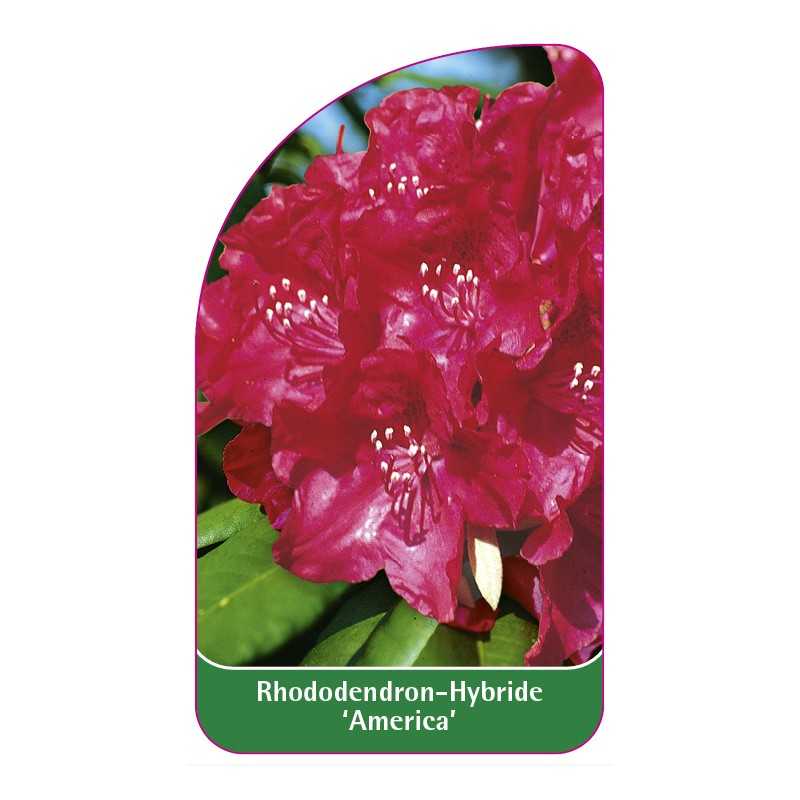 rhododendron-america-b1