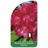 rhododendron-america-b1