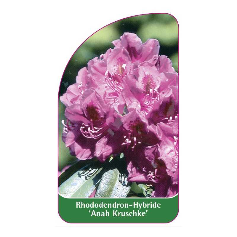 rhododendron-anah-kruschke-1