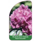 rhododendron-anah-kruschke-1