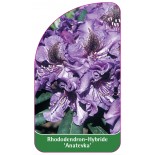 rhododendron-anatevka-1