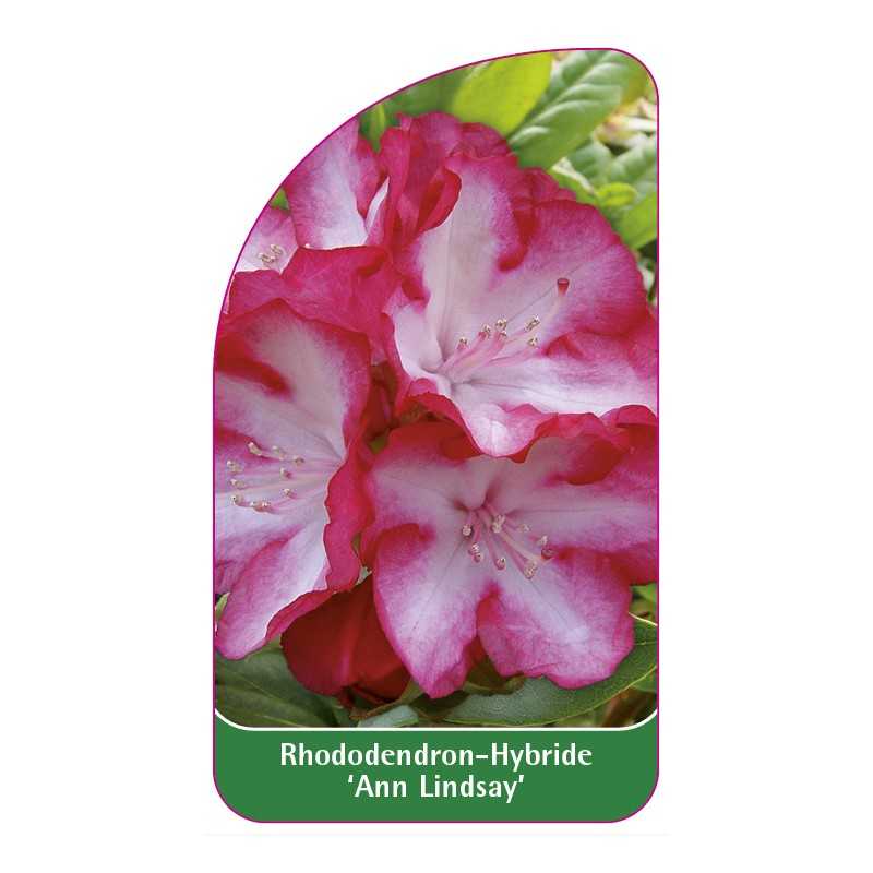 rhododendron-ann-lindsay-1