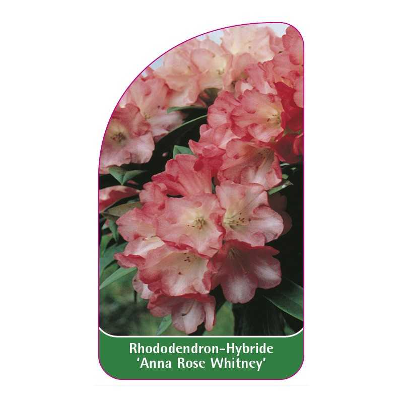 rhododendron-anna-rose-whitney-1