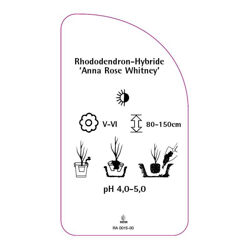 rhododendron-anna-rose-whitney-0