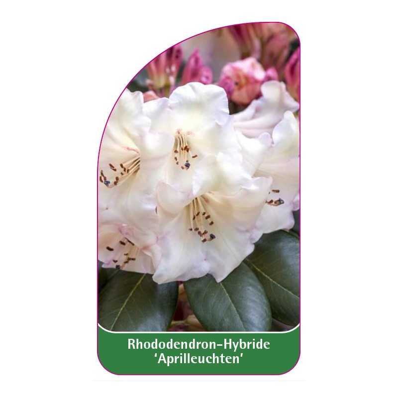 rhododendron-aprilleuchten-1