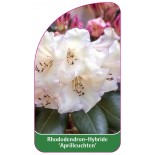 rhododendron-aprilleuchten-1